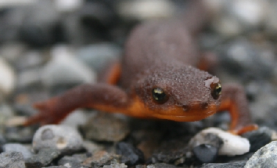 Salamande